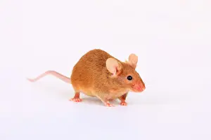 Rats: Fancy Mouse, a domesticated form of the House Mouse