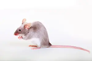 Rats: Fancy Mouse, a domesticated form of the House Mouse