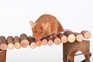 Rats: Fancy Mouse sitting on a wooden bridge, a domesticated