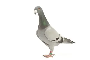 Homer: Fancy Pigeon breed - German Beauty Homer - in studio