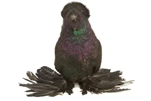 Trumpeter: Fancy Pigeon Breed - German Trumpeter in studio