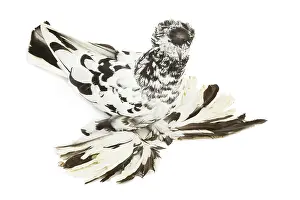 Trumpeter: Fancy Pigeon Breed - German Trumpeter in studio