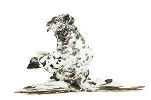 Trumpeter: Fancy Pigeon Breed - German Trumpeter in studio