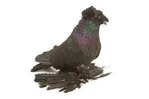 Trumpeter: Fancy Pigeon Breed - German Trumpeter in studio