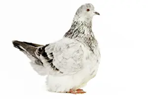 Argenté: Fancy Pigeon Breed Grisson argente