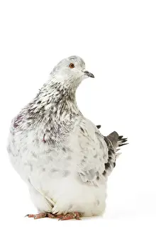 Argenté: Fancy Pigeon Breed Grisson argente