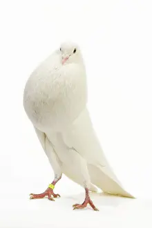 Norwich: Fancy Pigeon breed - Norwich Cropper white - in studio