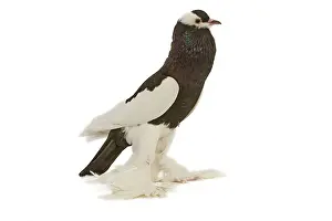 Jean-michel Labat: Fancy Pigeon breed - Reversewing Pouter - black