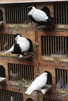 Bred: Fancy Pigeons