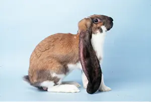 Lops: Fancy RABBIT - English lop