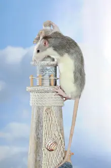 Company: Fancy Rat, husky coloured, climbing a mini lighthouse