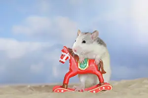 Mini: Fancy Rat, husky coloured, holding onto a red mini