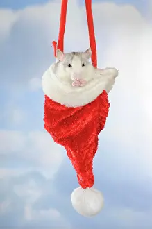 Fancy: Fancy Rat, husky coloured, sitting in a hanging