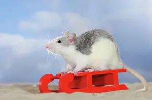 Mini: Fancy Rat, husky coloured, sitting on a red mini