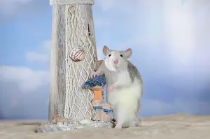 Company: Fancy Rat, husky coloured, supporting itself against