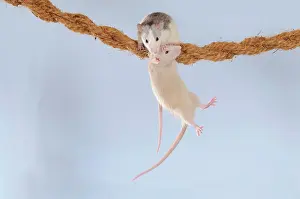 Rope: Fancy Rats, husky and cream coloured, climbing on