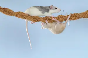 Rope: Fancy Rats, husky and cream coloured, climbing on