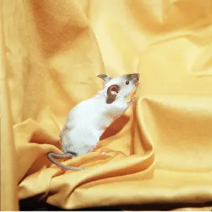 Elizabeth Bomford: FANCY SEAL-POINT MOUSE