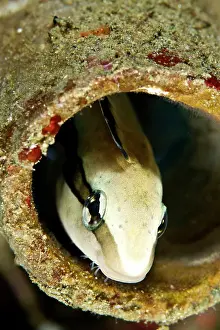 Fangblenny: Fangblenny