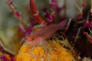 Goby: Fang's Dwarfgoby