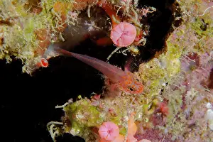 Goby: Fang's Dwarfgoby