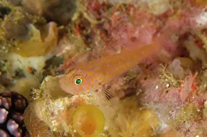 Fangs: Fang's Dwarfgoby Yellow Wall of Texas dive site