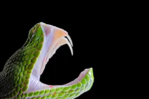 Fangs: Fangs of Green Pit Viper (Trimeresurus albolabris)