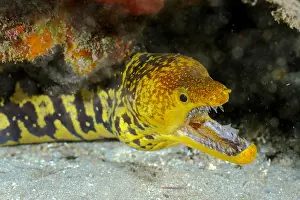 Moray: Fangtooth moray (Enchelycore anatina) with open