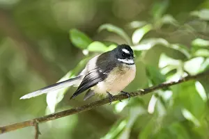 Fantail: Fantail
