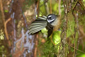 Fantail: Fantail - adult clinging to roots in the undergrowth