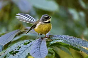 Fantail: Fantail - adult sits on a plant in the undergrowth