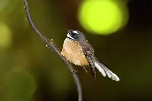 Fantail: Fantail - adult sitting on a supplejack root in