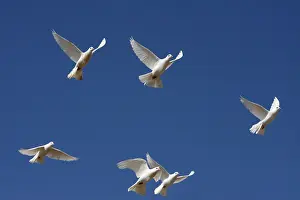 Fantail: Fantail flying Ile de Porquerolles France