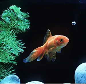 Bubbles: FANTAIL GOLDFISH