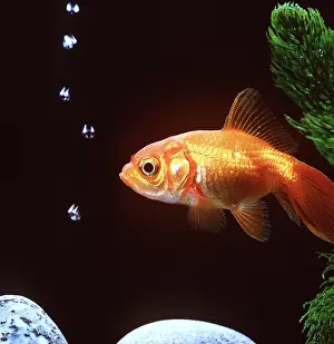 Fantail: FANTAIL GOLDFISH