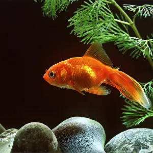 Fantail: FANTAIL GOLDFISH