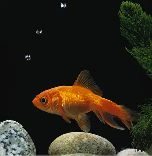 Bubbles: Fantail GOLDFISH