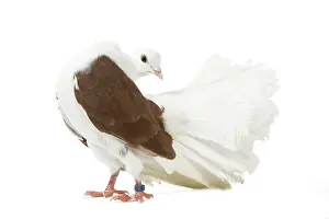 Fantail: Fantail Pigeon