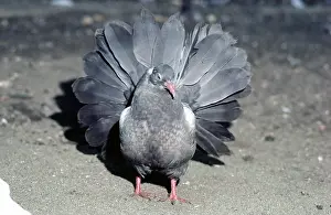 Fancy: Fantail Pigeon