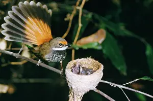 Fantail: Fantail Rufous - with newborn in nest