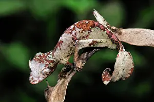 Fantastic: Fantastic Leaf-tailed Gecko / Satanic Leaf-tailed Gecko