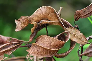 Fantastic: Fantastic Leaf-tailed Gecko / Satanic Leaf-tailed Gecko