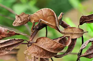 Fantastic: Fantastic / Satantic Leaf-tailed Gecko