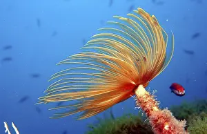 Worm: Fanworm, Costa Brava, Spain (Spirographis spallanzanii) (Sabella spallanzanii)