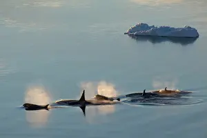 Cooperation: Far East Coast of Antarctica, Cooperation