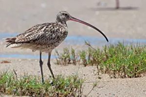 Madagascariensis: Far Eastern Curlew