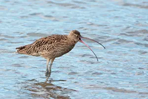 Curlew: Far Eastern Curlew - yawning