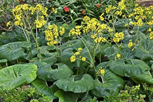 Clump: Farfugium japonicum - loosely clump-forming perennial