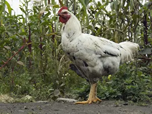 Imbabura: Farm cock in Casarpamba village Imbabura Ecuador