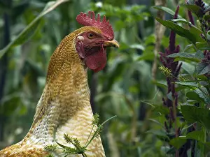 Cretes: Farm cock in Casarpamba village Imbabura Ecuador